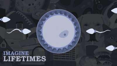 Imagine Lifetimes - Early Edition