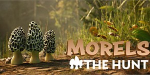 Morels The Hunt